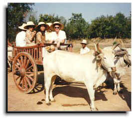 The tourists in an ox cart